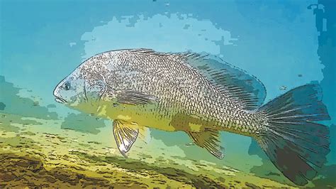 Freshwater Drum: The Great Grunting Gaspergoo.